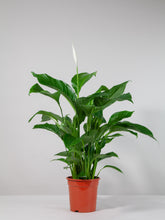 files/IndoorPlants-StudioShots13.11.2023-595.jpg